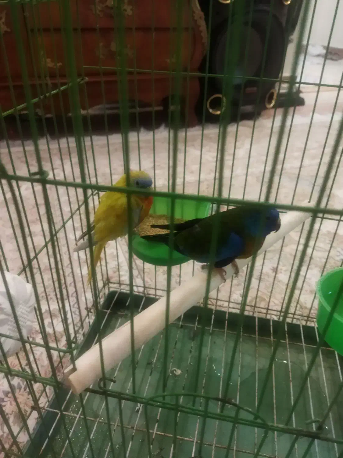 طوطی نئوفما شاهکار زیبایی|پرنده|تهران, شهرک هما|دیوار