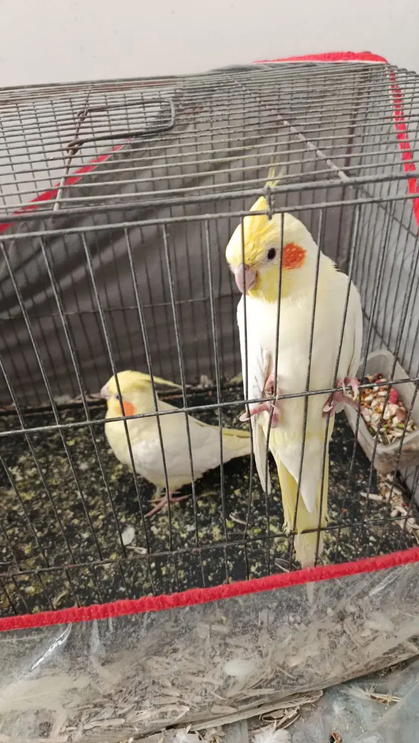 عروس هلندی|پرنده|گنبکی, |دیوار