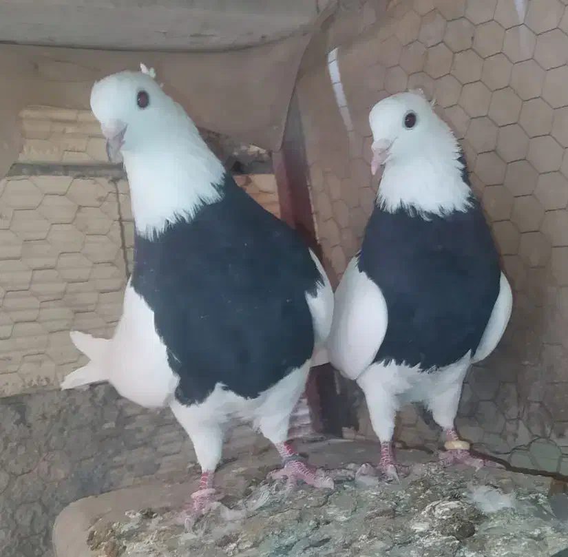 طوقی نقش وپرشی|پرنده|مبارکه, |دیوار