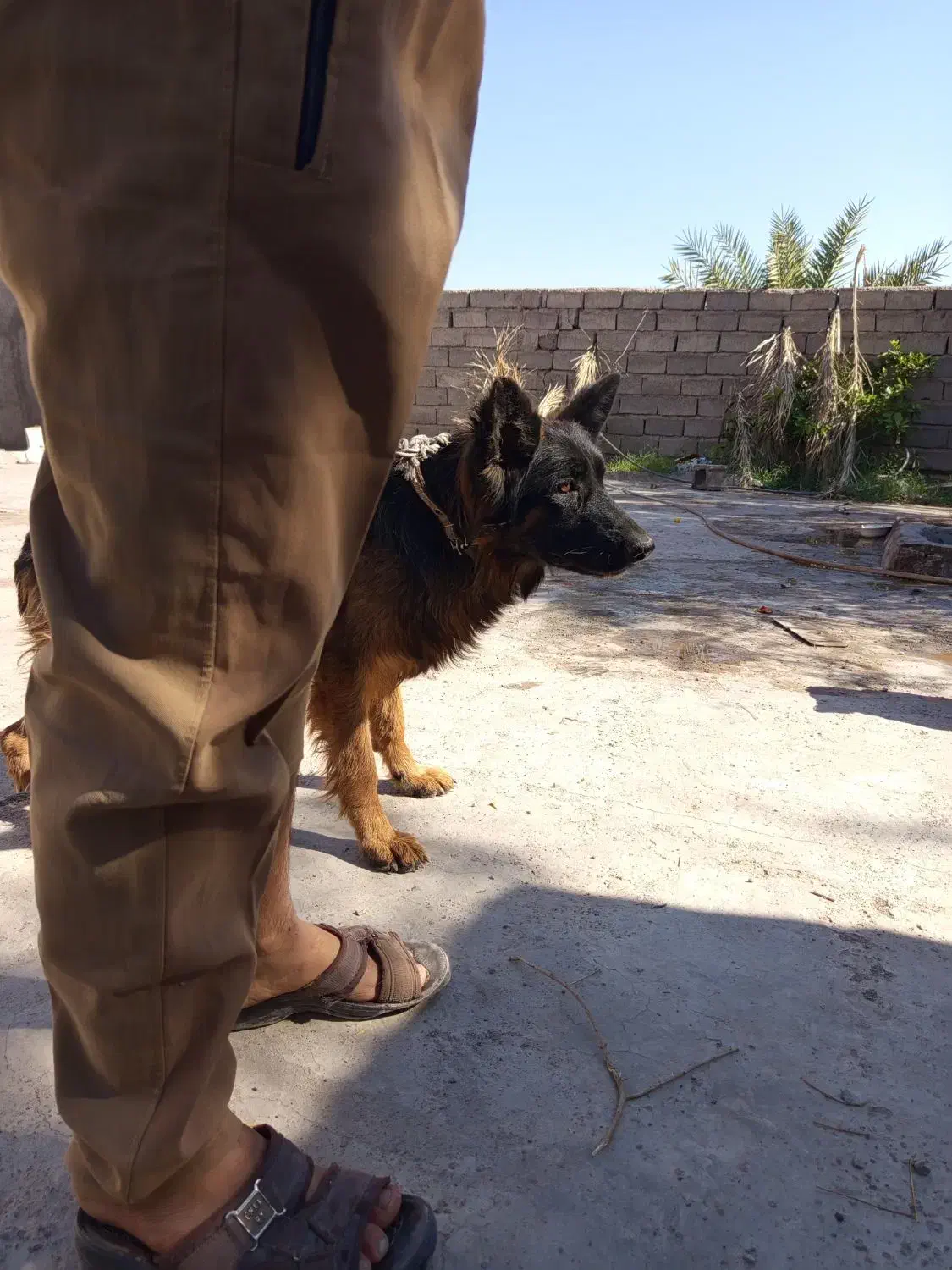 سگژرمن|سگ|بم, |دیوار