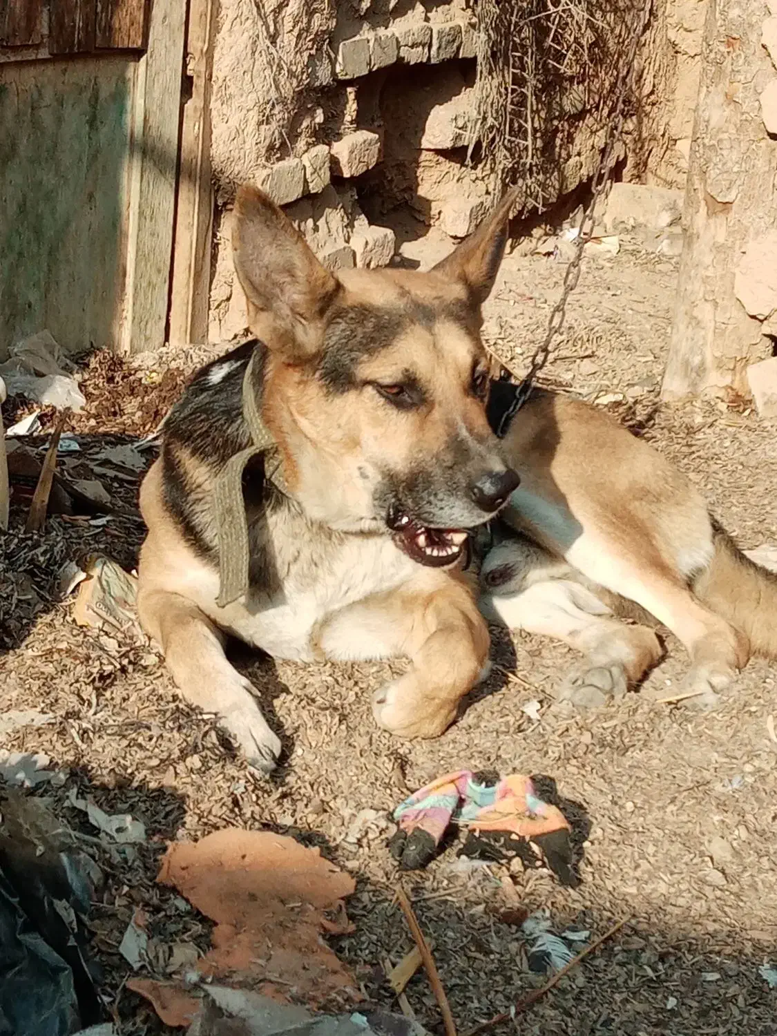 سگ شیانلو|سگ|قلعه نو, |دیوار