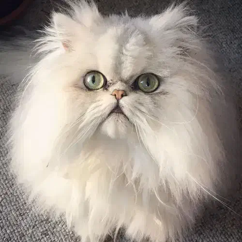 سگ‌..|سگ|مسجد سلیمان, |دیوار