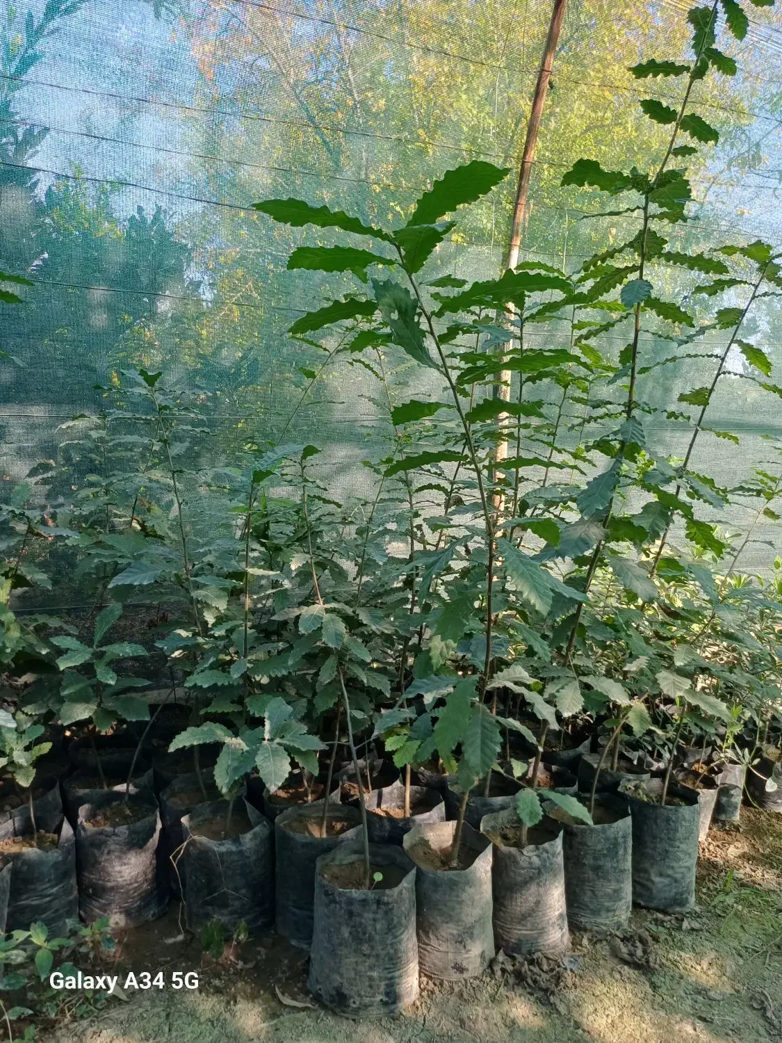 فروش نهال بلوط|خدمات باغبانی و درختکاری|ساری, |دیوار