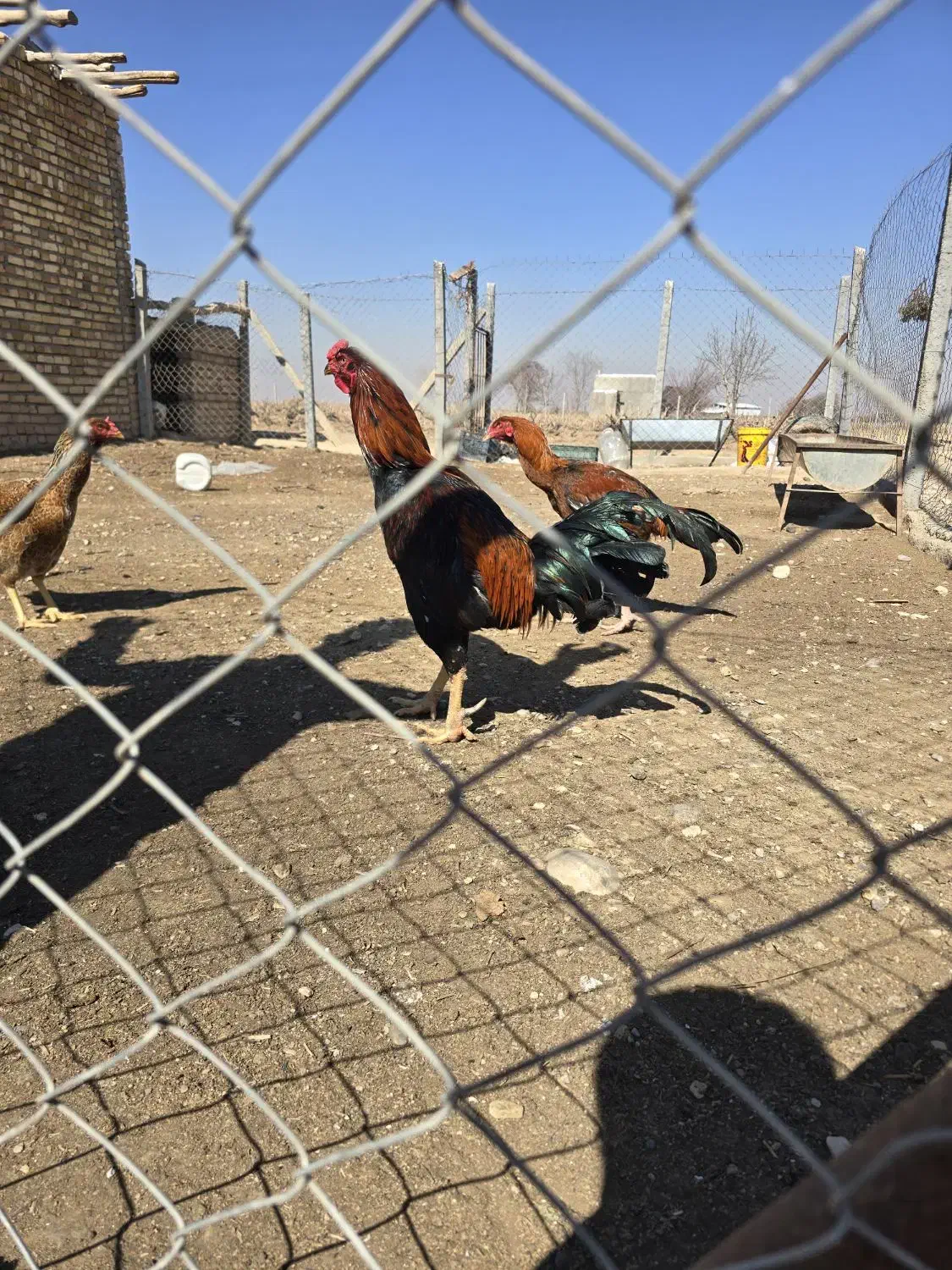 خروس لاری|حیوانات مزرعه|اسفرورین, |دیوار