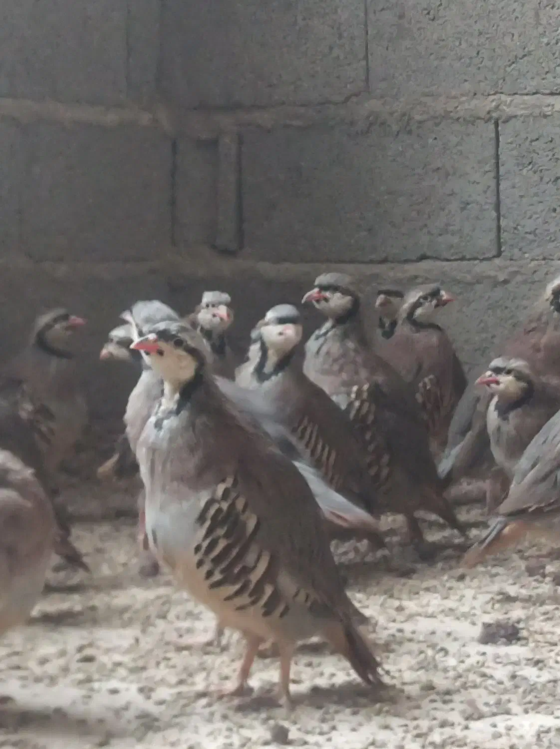 بلدرچین پرورشی بالغ|حیوانات مزرعه|بومهن, |دیوار