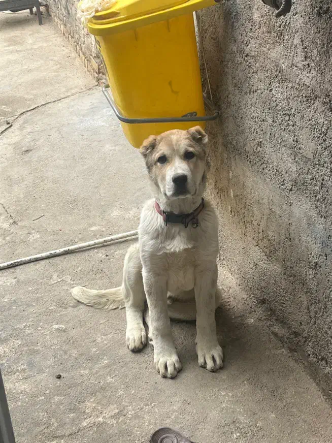 الابای اصیل ۴ماهه|سگ|پاکدشت, پاکدشت (مامازند)|دیوار