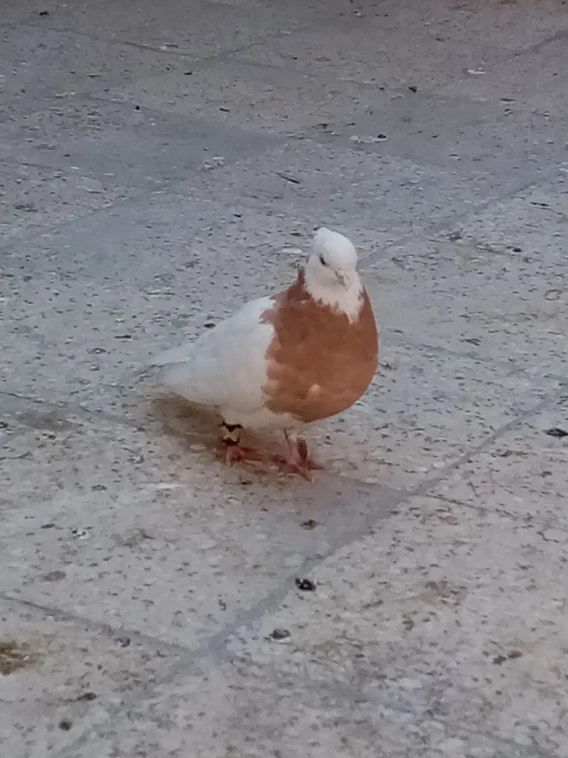 کبوتر طوق زرد ماده|پرنده|شیراز, دست خضر|دیوار