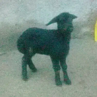 برخی|حیوانات مزرعه|قیدار, |دیوار