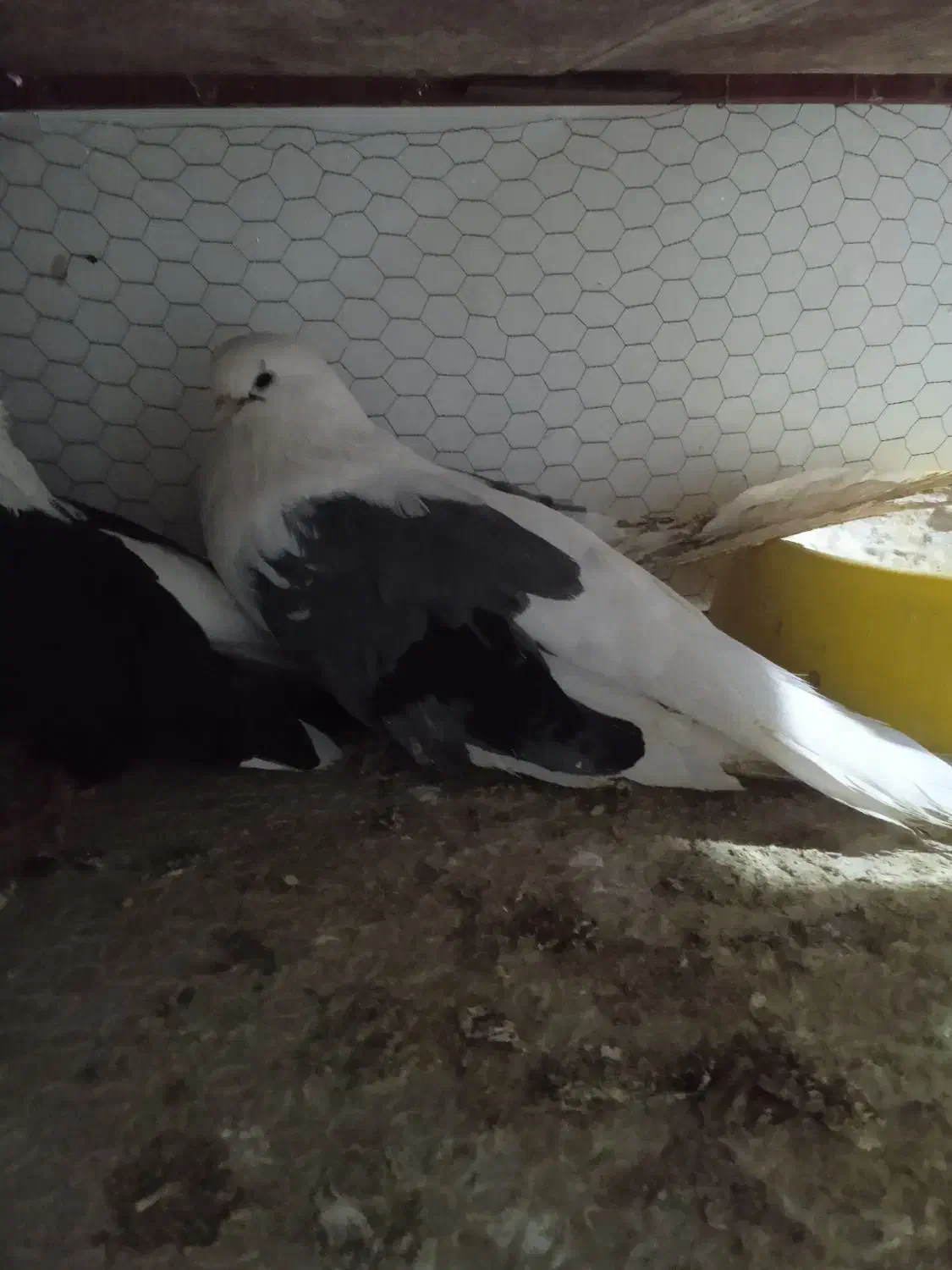 دوکت زینتی معاوضه با پلستیشن|پرنده|میبد, |دیوار