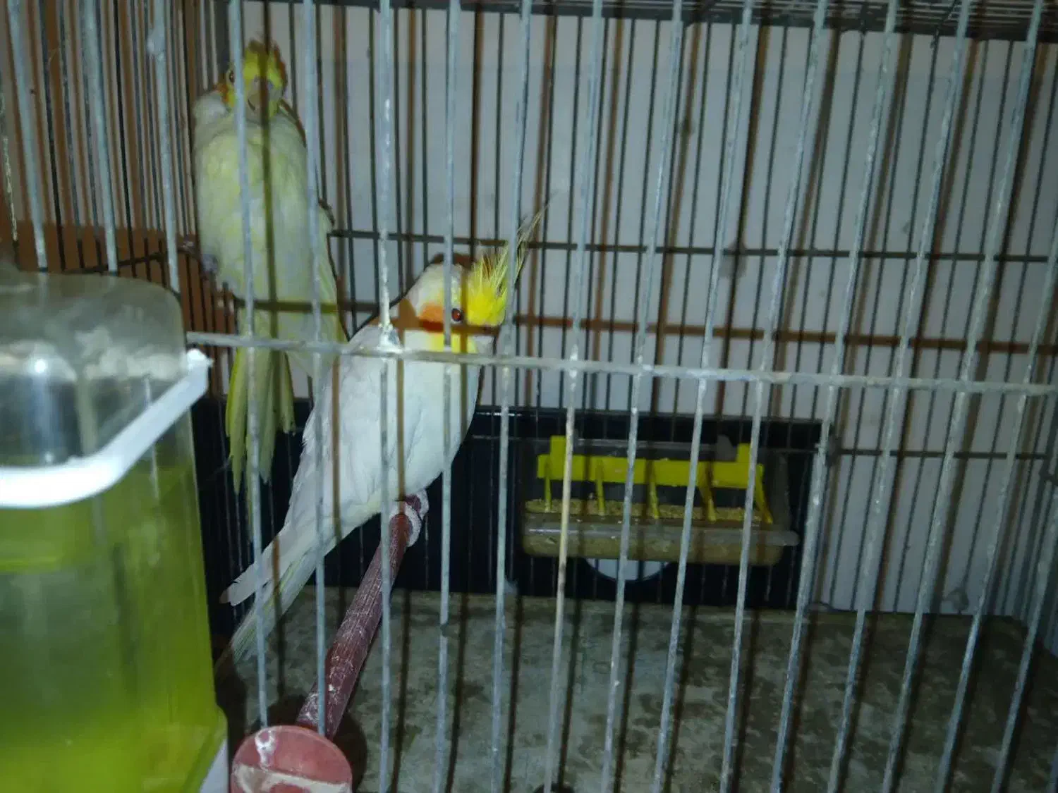 عروس هلندی جفت با جوجه و تخم با یک عدد ماده دستی|پرنده|اصفهان, باغ فدک|دیوار