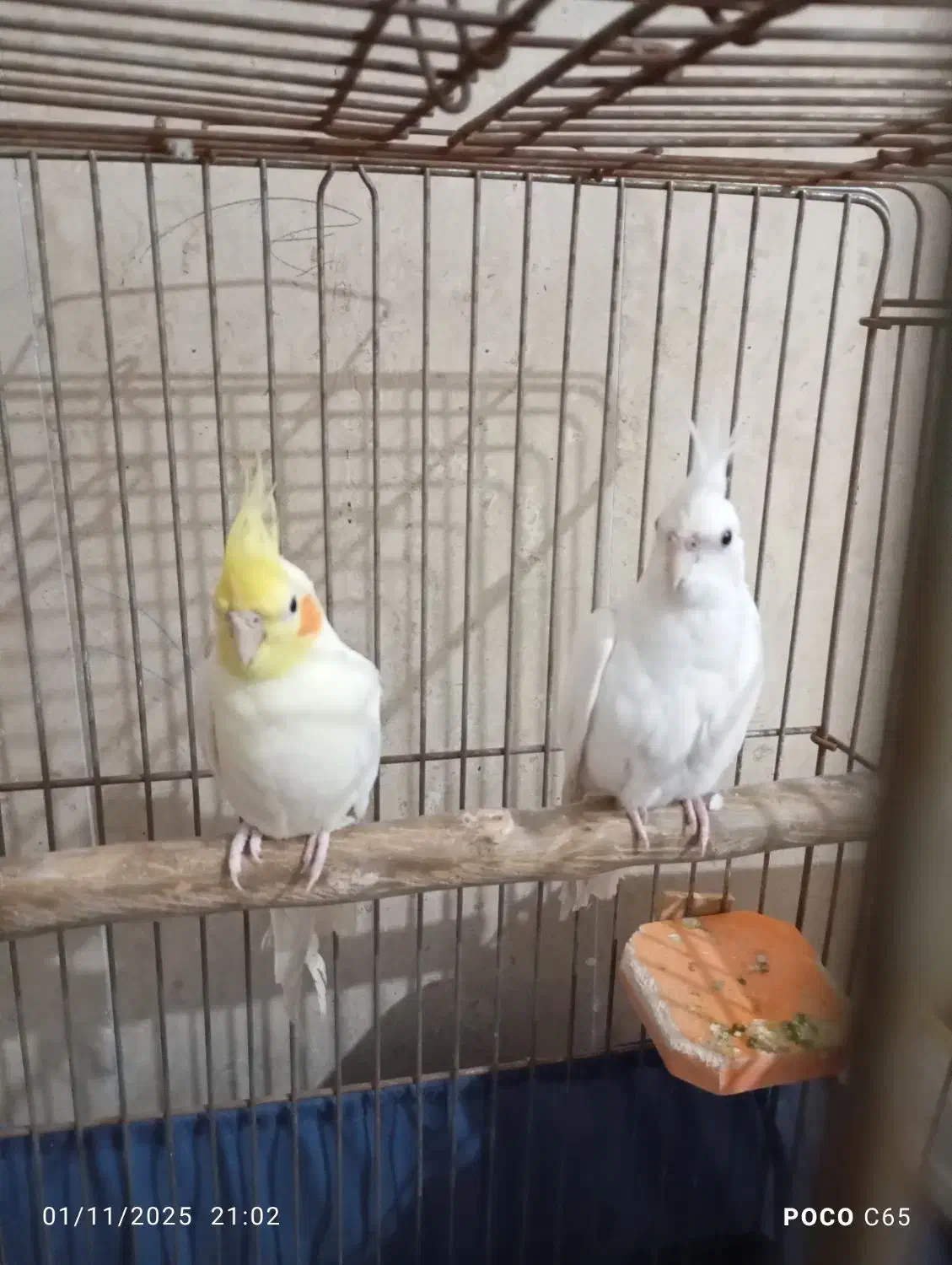 فروش ۲ عروس هلندی|پرنده|هندیجان, |دیوار