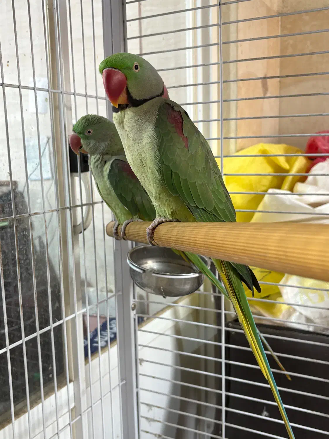 شاه طوطی|پرنده|رشت, بوسار|دیوار