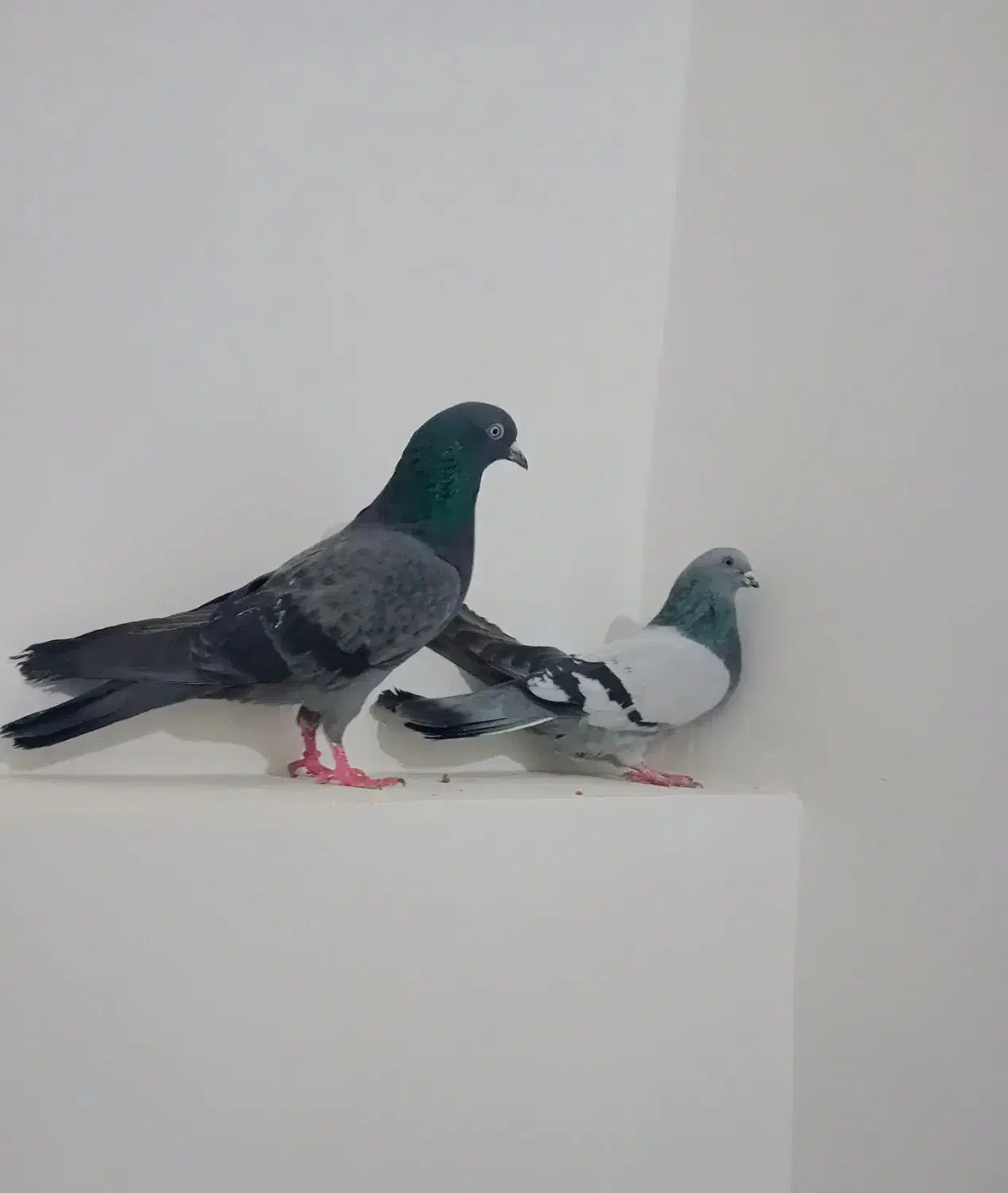 دوتا سبز|پرنده|اردبیل, |دیوار