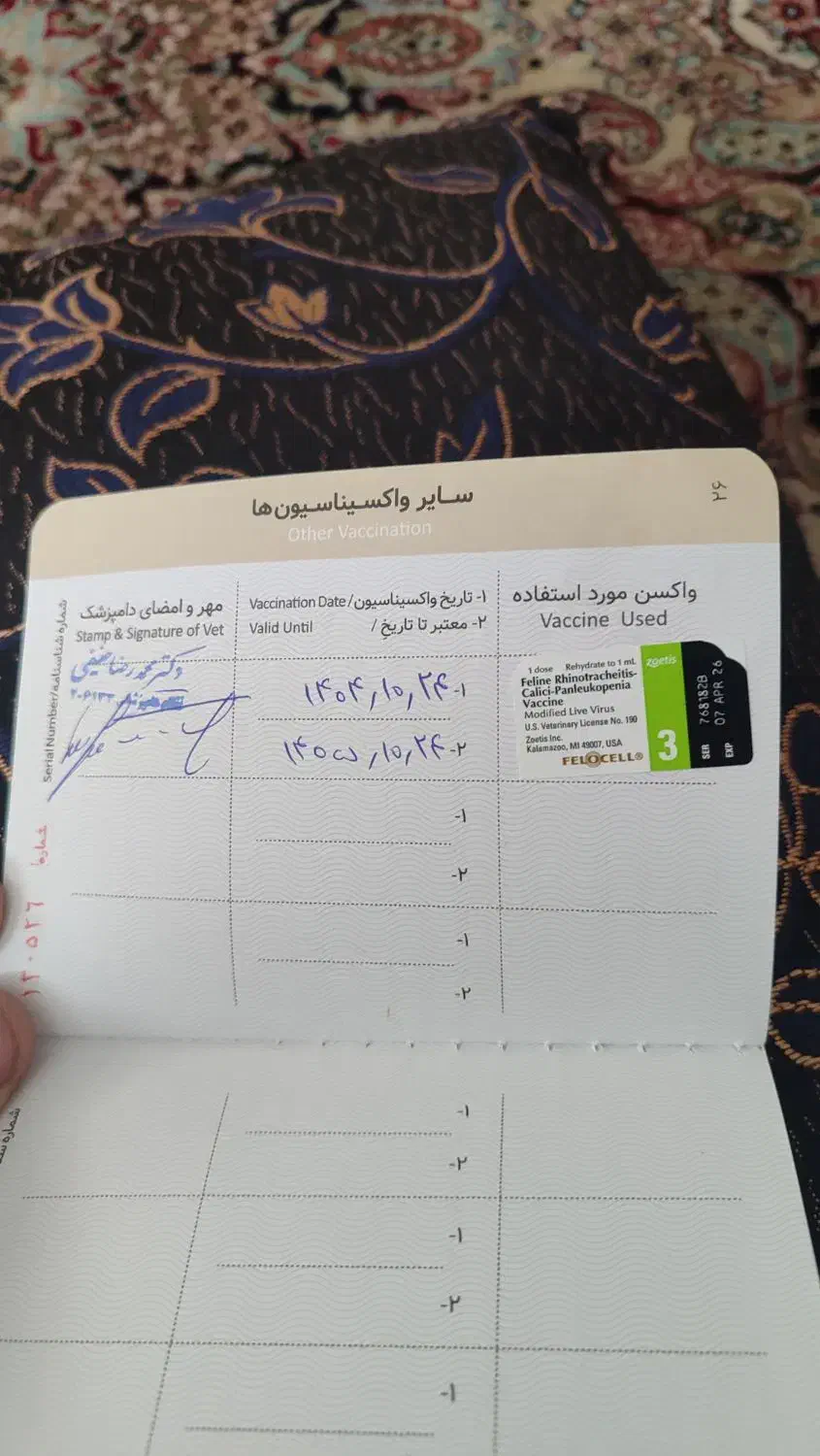 گربه|گربه|ورامین, ورامین|دیوار