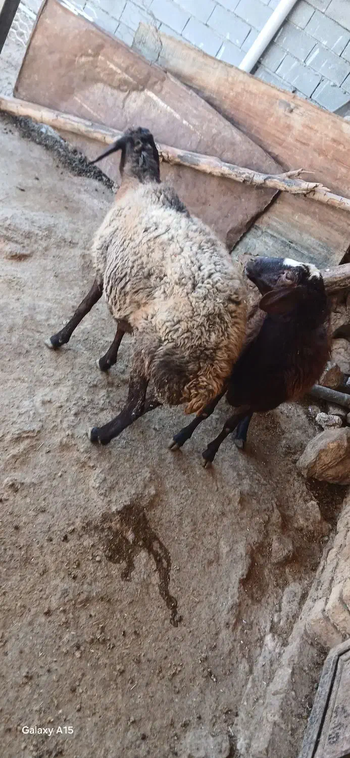 میش|حیوانات مزرعه|شازند, |دیوار