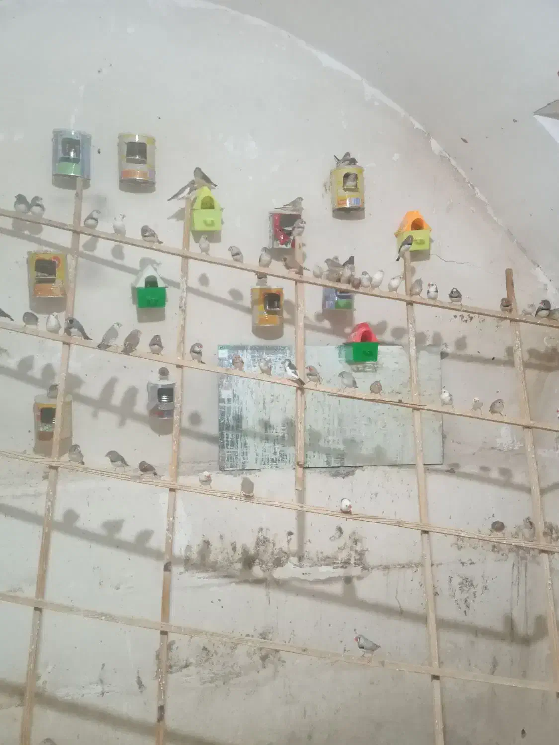 فنج فروشی|پرنده|اقبالیه, |دیوار