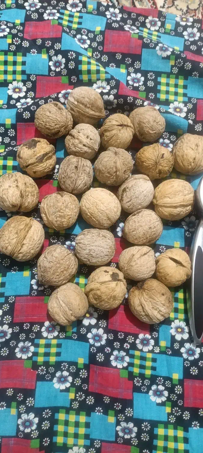 گردوی محلی مراغه و ملکان|خوردنی و آشامیدنی|میانه, |دیوار