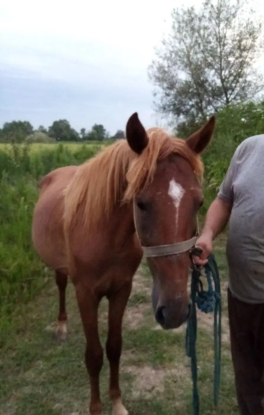 اسب نر|اسب و تجهیزات اسب‌سواری|لولمان, |دیوار