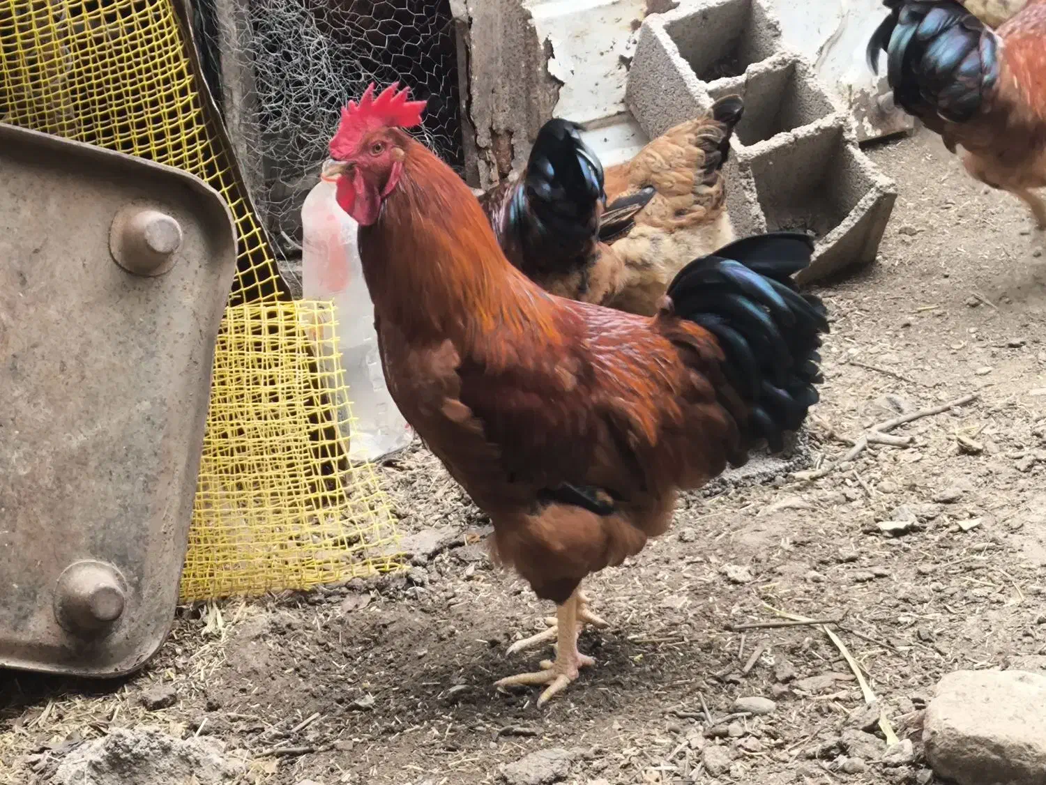 خروس جوان 7ماهه درشت|حیوانات مزرعه|آزادشهر, |دیوار