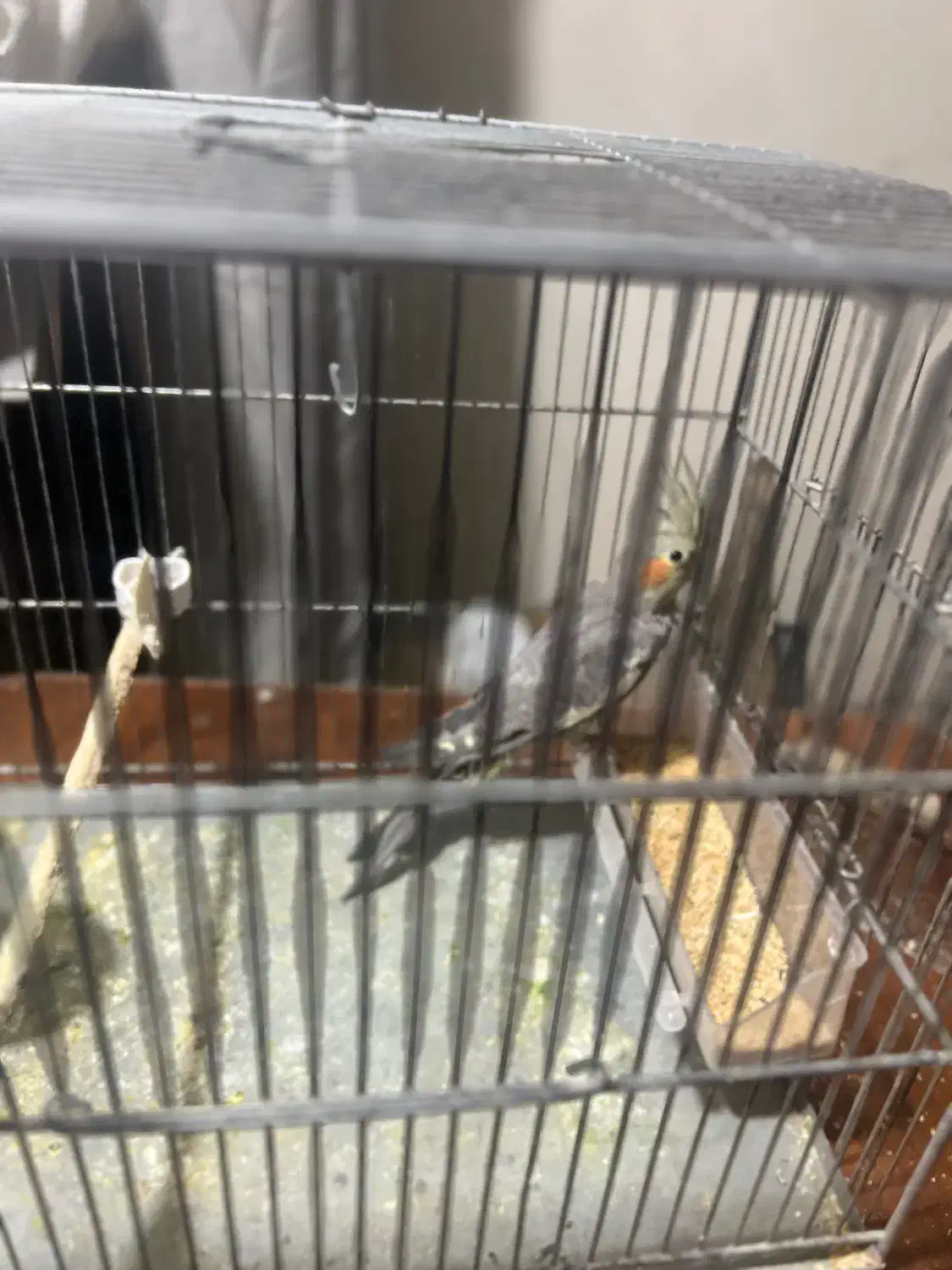 خانواده عروس هلندی|پرنده|کامیاران, |دیوار