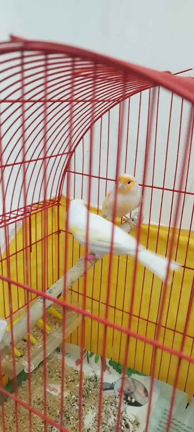 جفت قناری|پرنده|اردبیل, |دیوار