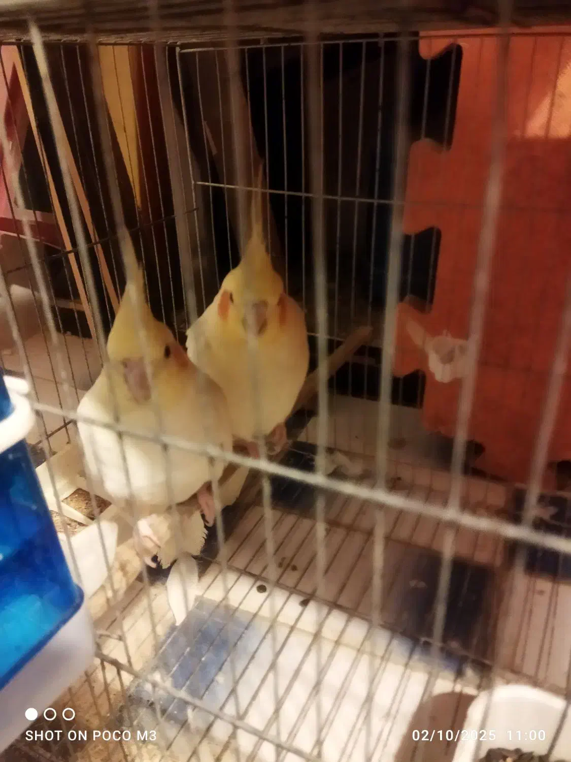 مرغ عشق وعروس هلندی|پرنده|آبپخش, |دیوار