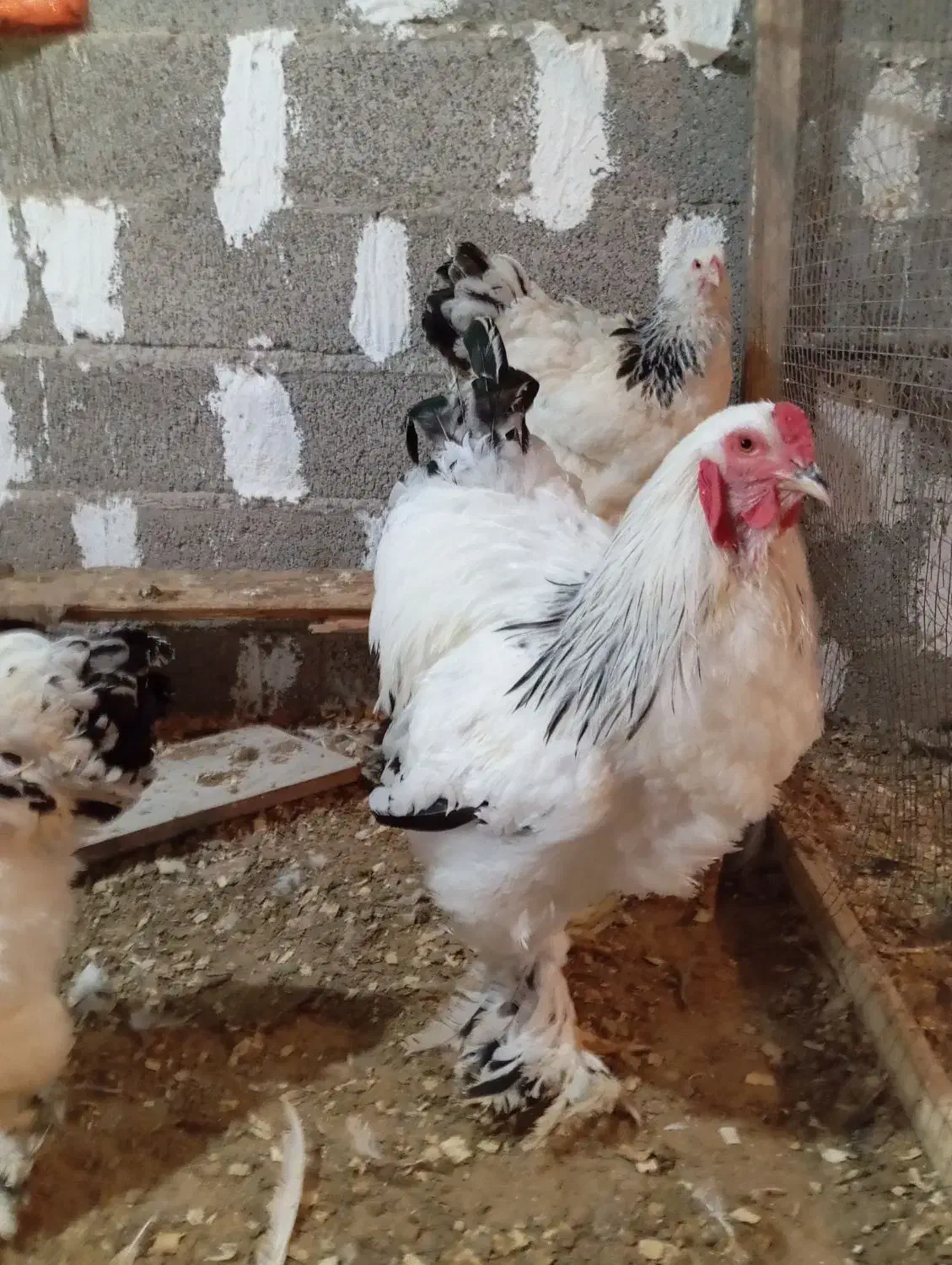 دوتا مرغ ویک خروس برهما|حیوانات مزرعه|سنگر, |دیوار