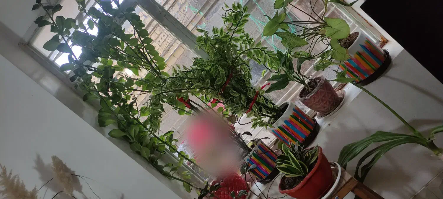 گل طبیعی با گلدان|گل و گیاه طبیعی|شیراز, کرونی(خاتونک)|دیوار