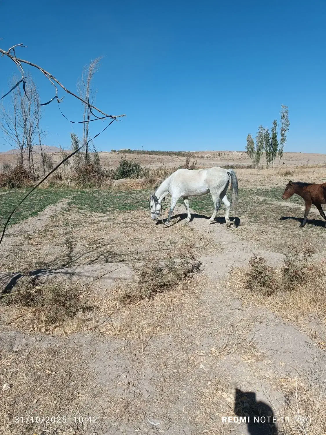 اسب مادیان کورشم مادیانه|اسب و تجهیزات اسبسواری|کبودرآهنگ, |دیوار