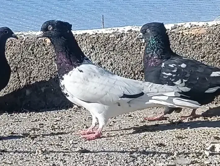 دوستان کبوترهای توی فیلم دیشب گربه زده همه گم شدن|حیوانات|تربت جام, معدآباد|دیوار