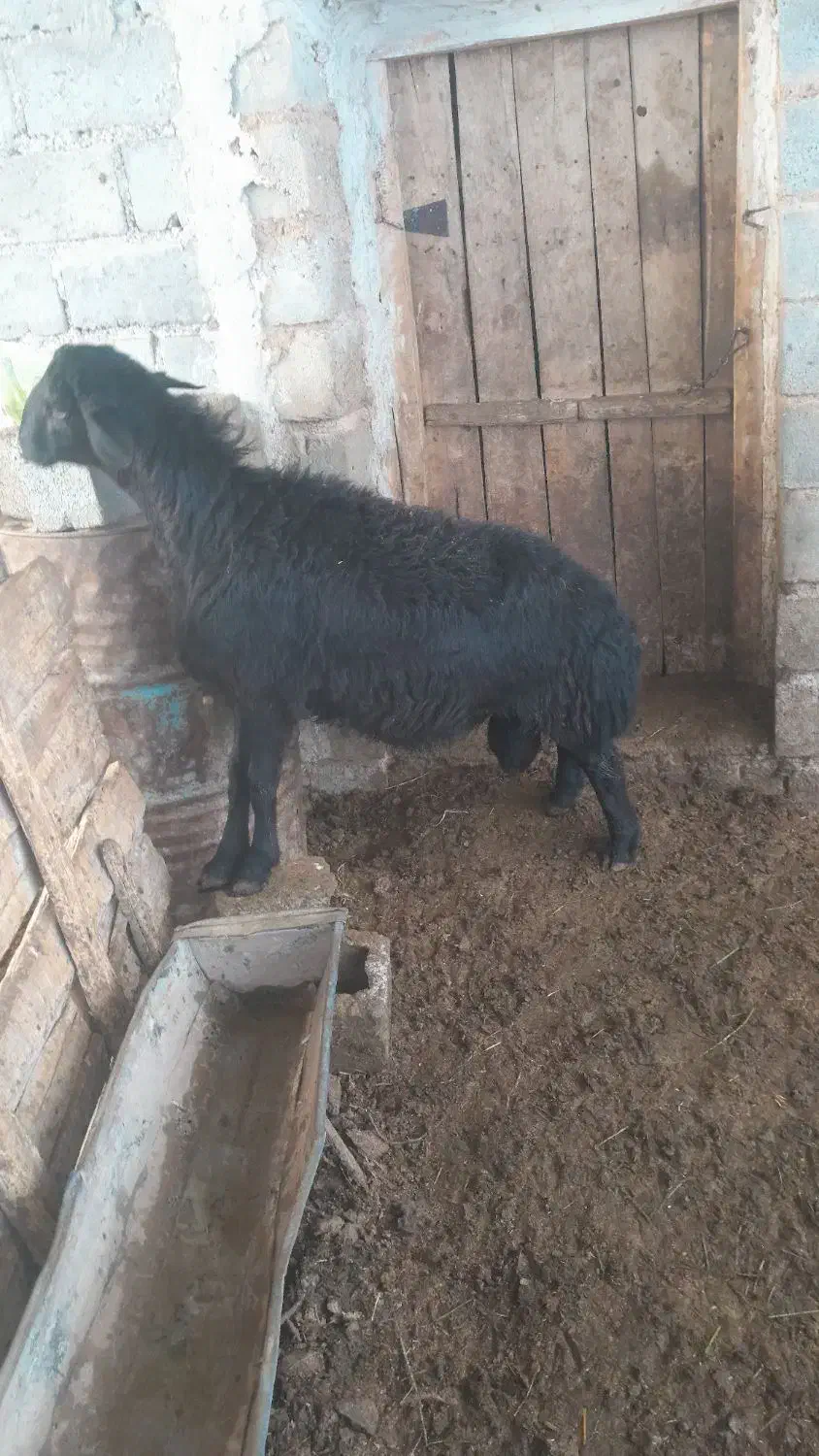 بره قوچ قره قزل|حیوانات مزرعه|ملکان, |دیوار