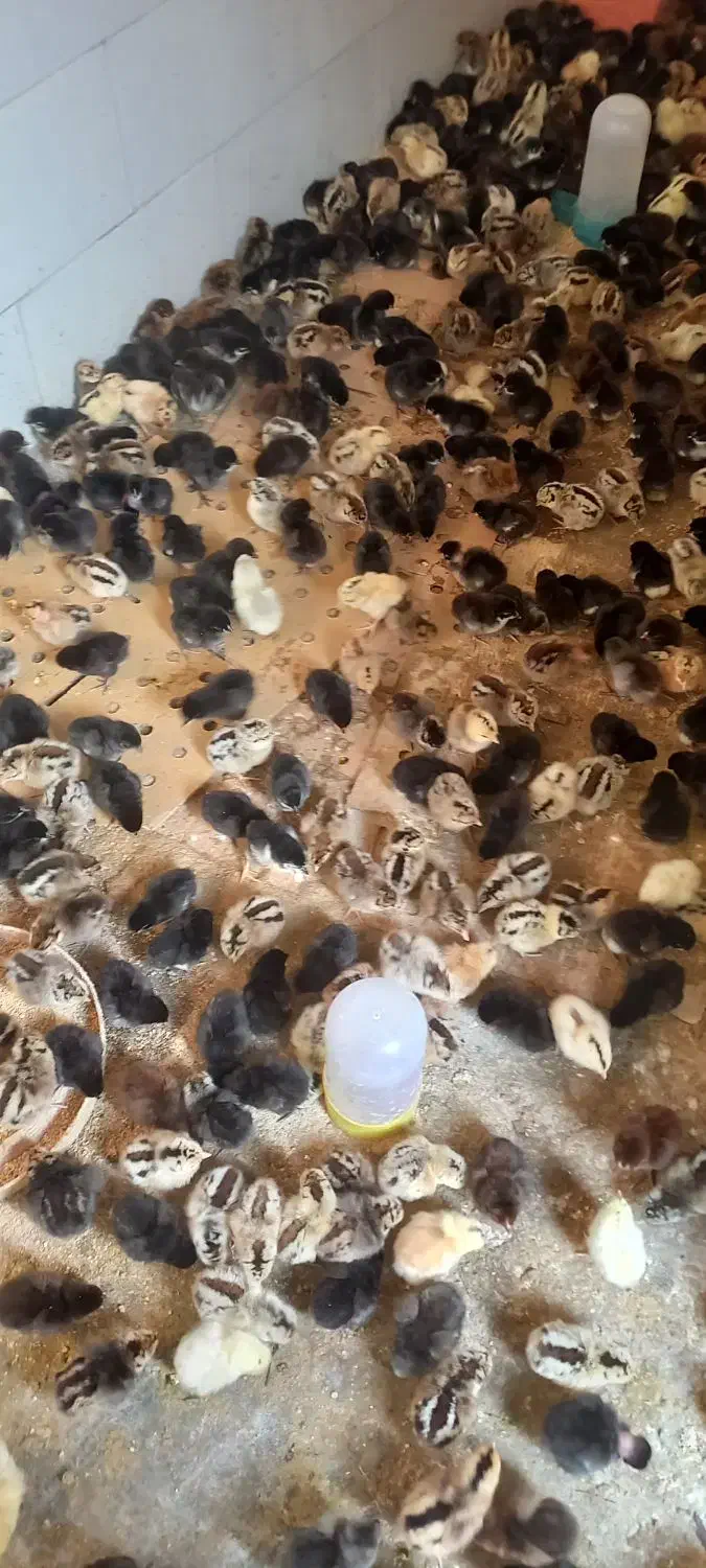 جوجه محلی فروش فوری|حیوانات مزرعه|امیدیه, |دیوار