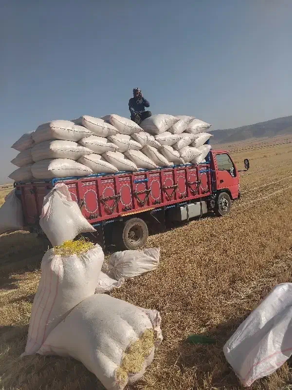 کاه خورد و سفید دیم گوسفندی|لوازم جانبی حیوانات|اندیمشک, |دیوار