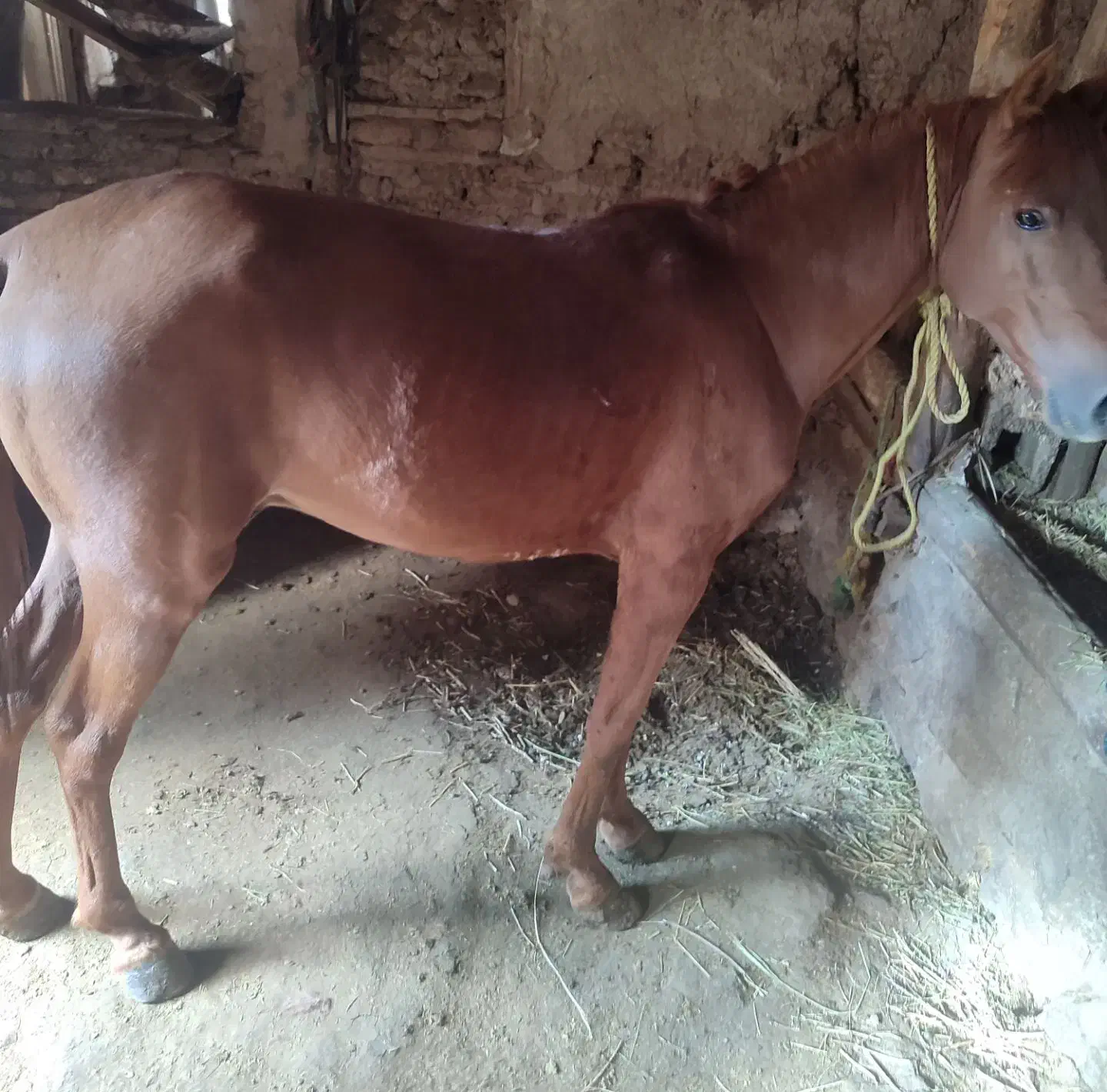 اسب کورد۴ساله|اسب و تجهیزات اسبسواری|اهر, |دیوار