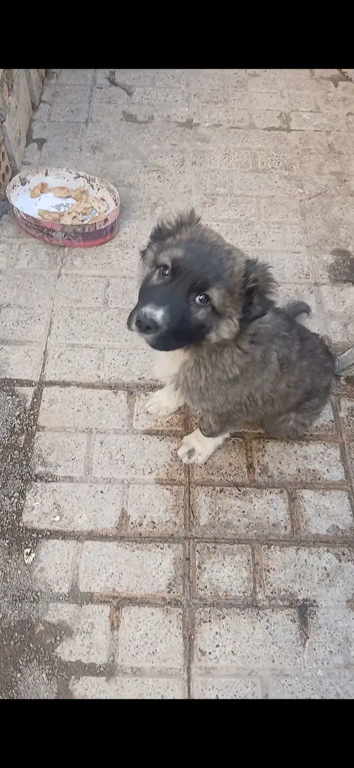 سگ گمشده|سگ|مشهد, فرهنگ|دیوار