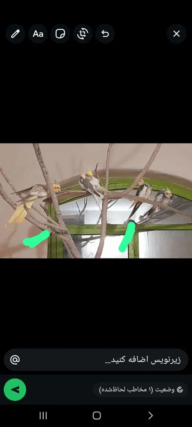 عروس هلندی|پرنده|بندرعباس, |دیوار