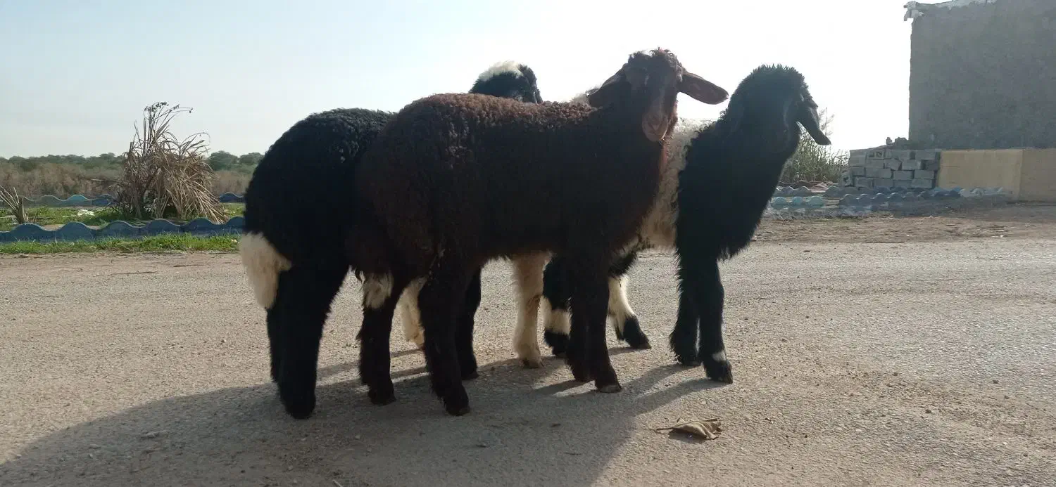 بره نر چاق چاق|حیوانات مزرعه|اهواز, منازل کارون|دیوار