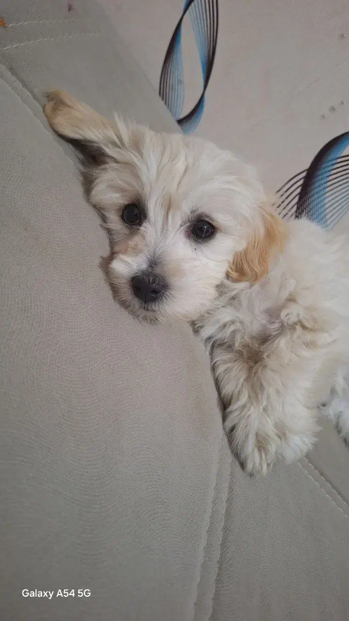 مالتیز شیتزو|سگ|کرمانشاه, |دیوار