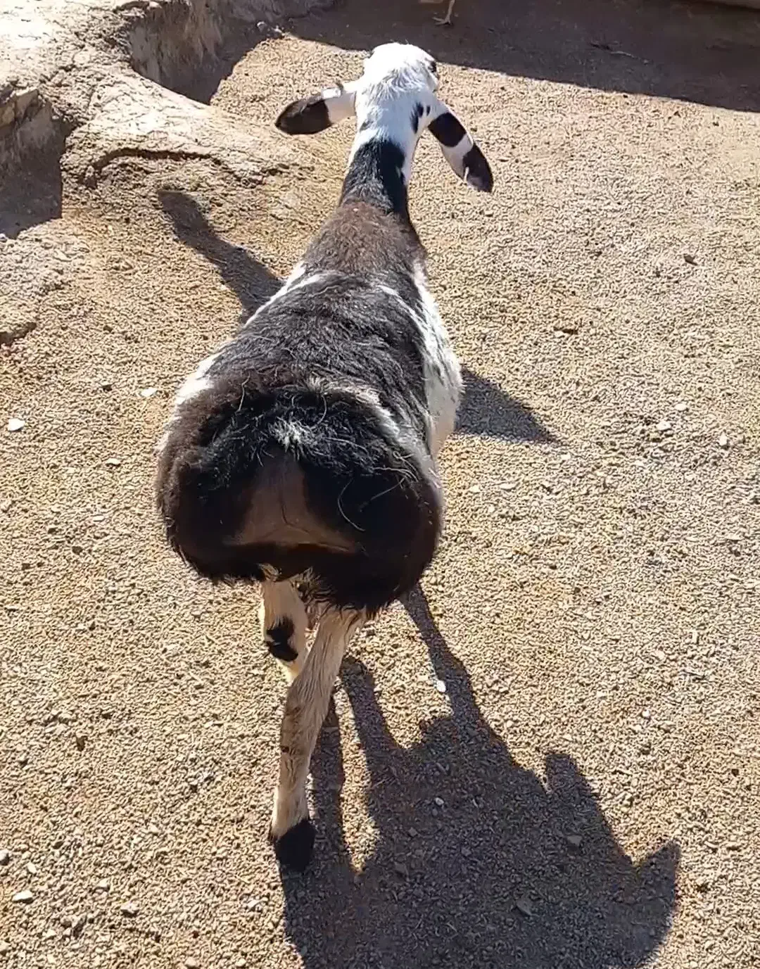 بره چینی|حیوانات مزرعه|تربت جام, جامرود|دیوار