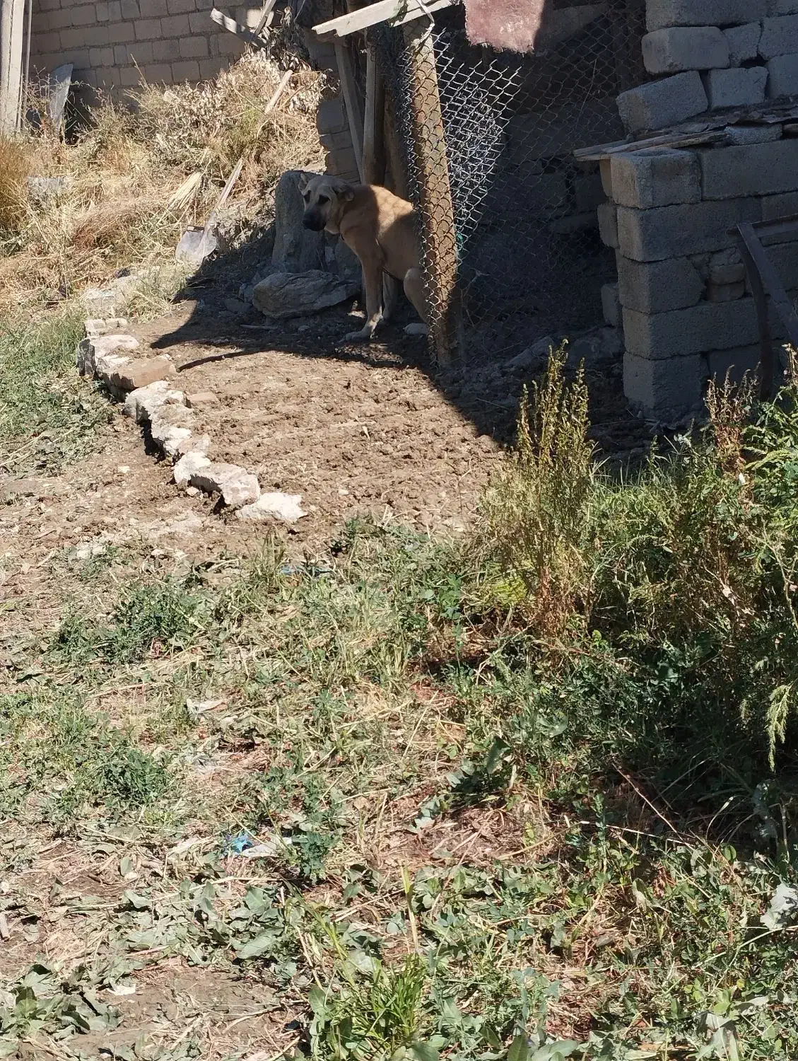 سگ سرابی|حیوانات|سلماس, |دیوار