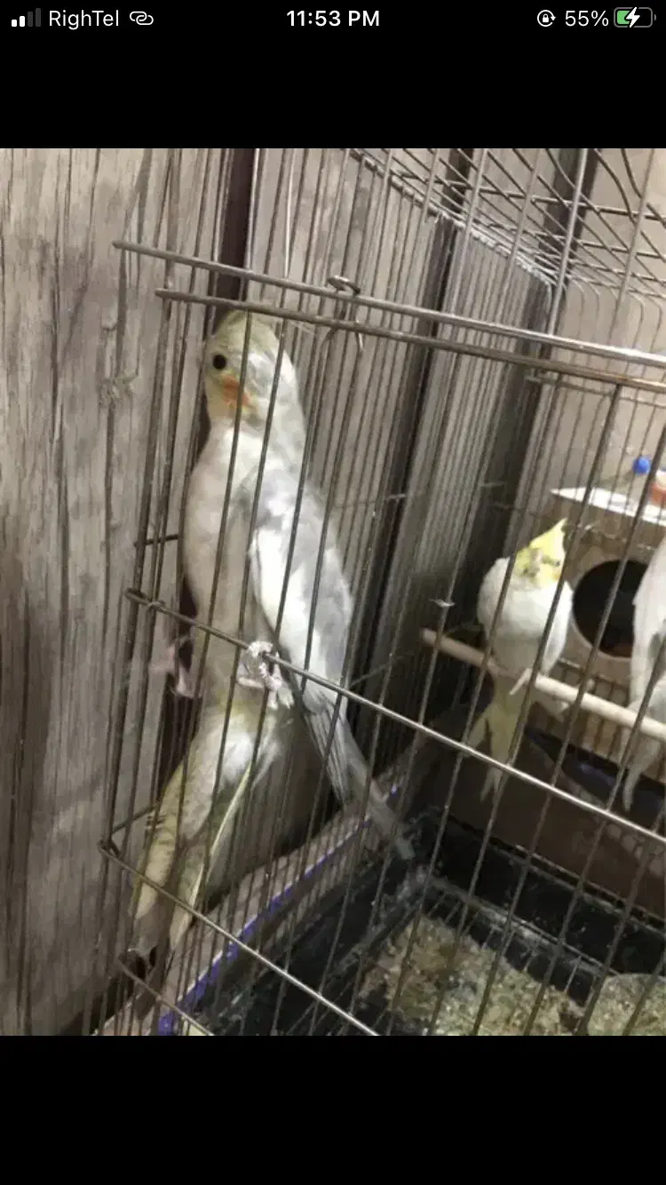 عروس هلندی|پرنده|قم, علی آباد|دیوار