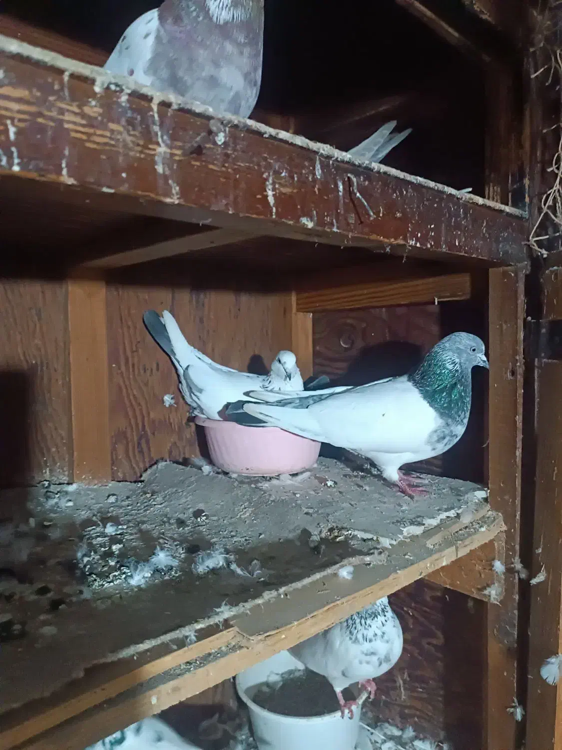 کبوتر|پرنده|سیمین شهر, |دیوار