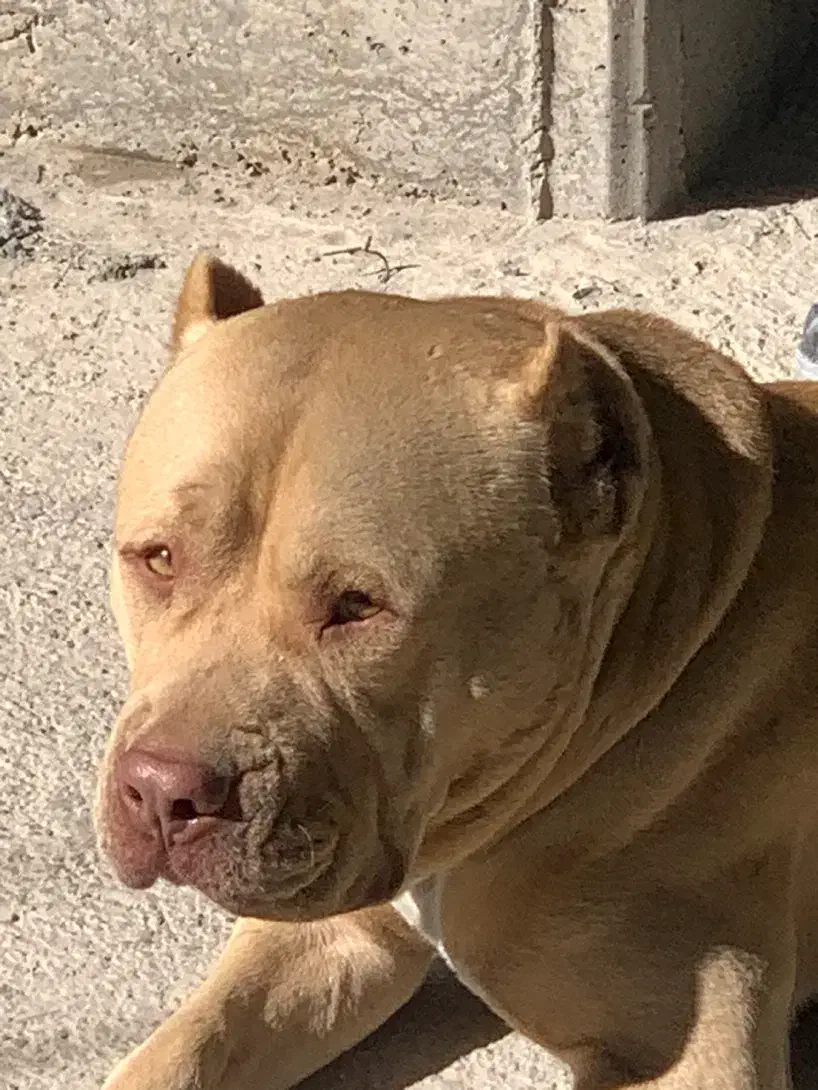 سگ گمشده|سگ|کرمانشاه, |دیوار