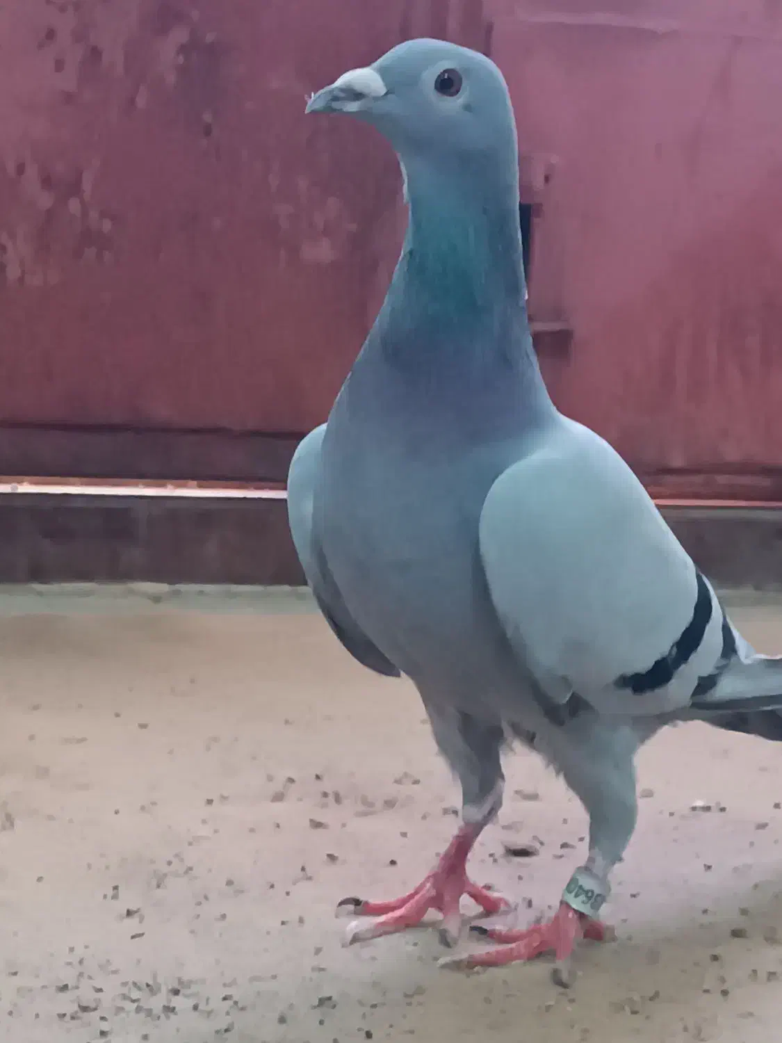 دوبر مایا|پرنده|اردبیل, |دیوار