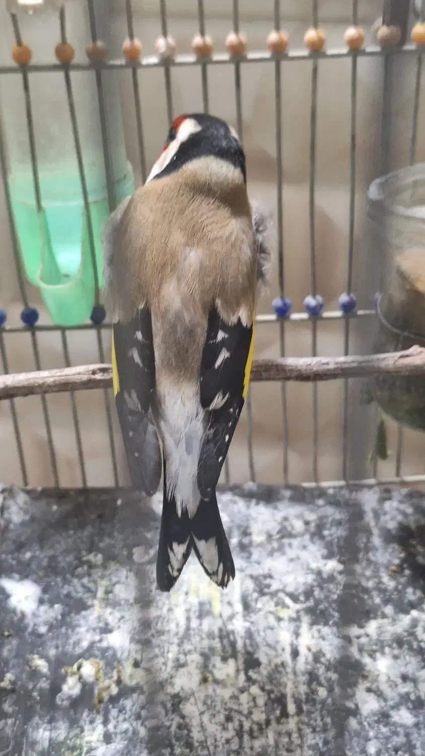 سهره کت بازکن|حیوانات|بروجرد, |دیوار