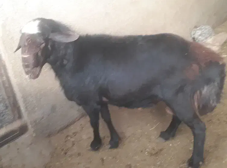 قوچ قره قزل|حیوانات مزرعه|شراء, |دیوار