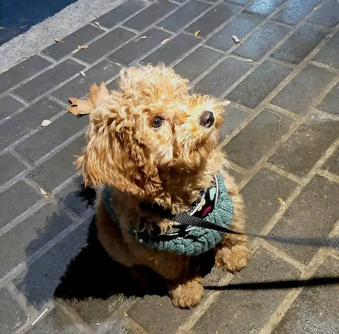 توله پودل مینی|سگ|مشهد, دانشجو|دیوار