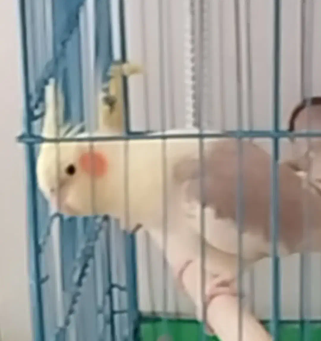 گمشده عروس هلندی|حیوانات|پاکدشت, پاکدشت (مامازند)|دیوار