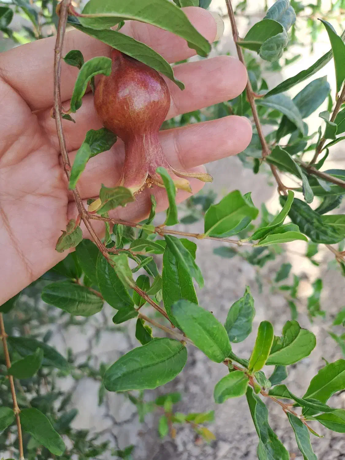 زمین وهن آباد|فروش زمین و ملک کلنگی|تهران, بهمن یار|دیوار