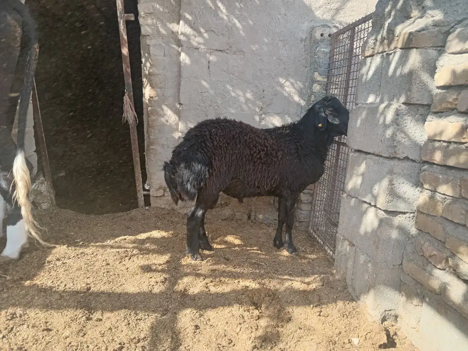 قوچ هترو دو دندان|حیوانات مزرعه|جغتای, |دیوار